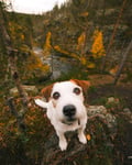 A small white and brown dog with expressive eyes sits on a forest trail, looking up at the camera. Yellow autumn trees and a flowing stream are blurred in the background.
