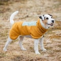 Pull polaire pour chien Alpha 360 marron / vert glacier