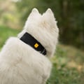 Alpha 360 Dog Collar Black