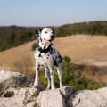 Alpha 360 Dog Collar Black