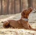 Alpha 360 Dog Collar Glacier Green