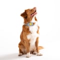 Alpha 360 Dog Collar Glacier Green