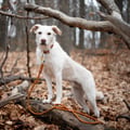 Rope Dog Leash Terracotta