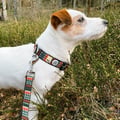 Woodland Dog Collar