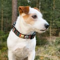 Woodland Dog Collar