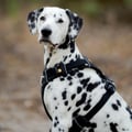 Alpha 360 Dog Harness Black