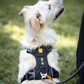 Alpha 360 Dog Harness Black