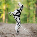 Alpha 360 Dog Harness Black