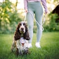 Color Block Dog Harness Salmon Pink Mix
