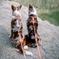 Color Block Dog Harness Salmon Pink Mix