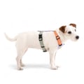 Color Block Dog Harness Salmon Pink Mix