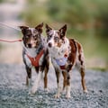 Color Block Dog Harness Salmon Pink Mix