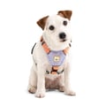 Color Block Dog Harness Salmon Pink Mix