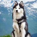 Woodland Dog Harness