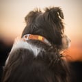 Roam Dog Collar Terracotta