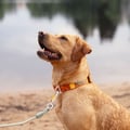 Roam Dog Collar Terracotta