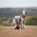 Alpha 360 Dog Harness Terracotta Mix