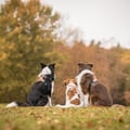 Alpha 360 Dog Harness Terracotta Mix