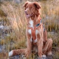 Alpha 360 Dog Harness Terracotta Mix