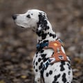Alpha 360 Dog Harness Terracotta Mix