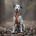 Alpha 360 Dog Harness Terracotta Mix