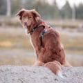 Alpha 360 Dog Harness Terracotta Mix
