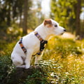 Nightless Night Dog Harness