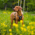 Nightless Night Dog Harness