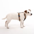 Nightless Night Dog Harness