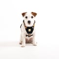Nightless Night Dog Harness