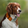 Color Block Martingale Dog Collar Terracotta Mix