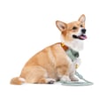 Color Block Martingale Dog Collar Terracotta Mix