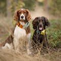 Color Block Martingale Dog Collar Terracotta Mix