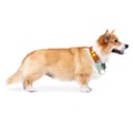 Color Block Martingale Dog Collar Terracotta Mix
