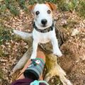Woodland Dog Snack Bag