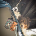 Woodland Dog Snack Bag