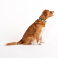 Horizon Dog Collar