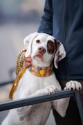 Wide dog collar
