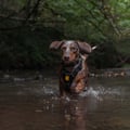 Wild Tundra Harness Black / Graphite