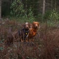 Wild Tundra Harness Black / Graphite