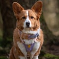 Sunshower Soft Martingale Collar