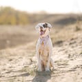 Sunshower Soft Martingale Collar
