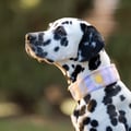 Sunshower Soft Martingale Collar