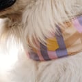Sunshower Soft Martingale Collar