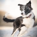 Polar Night Dog Collar