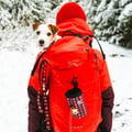 Polar Night Dog Collar